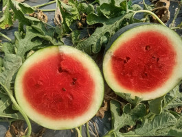 WATAERMELON